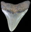 Juvenile Megalodon Tooth #61842-1